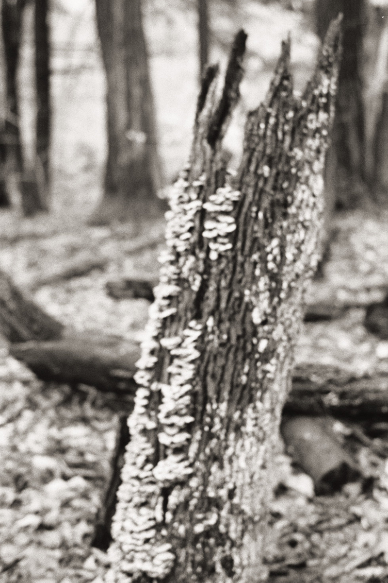 Illustration for article titled 2 rolls of tri-x 400